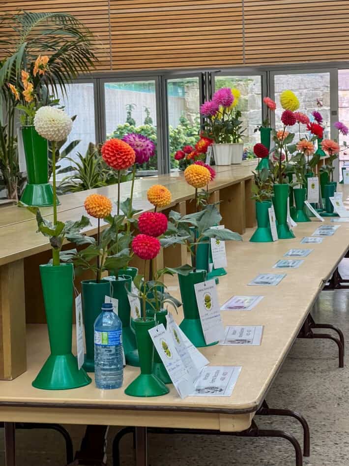 A table of dahlia blooms at the Hamilton Dahlia society show.