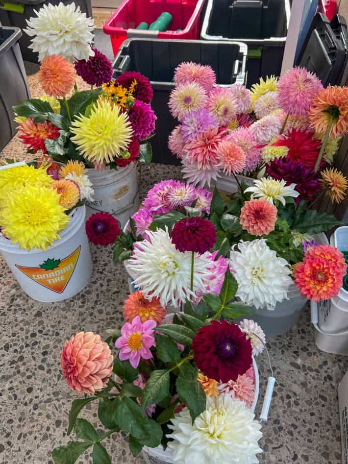 Multiple, 5 gallon buckets overfilled with dahlia blooms.