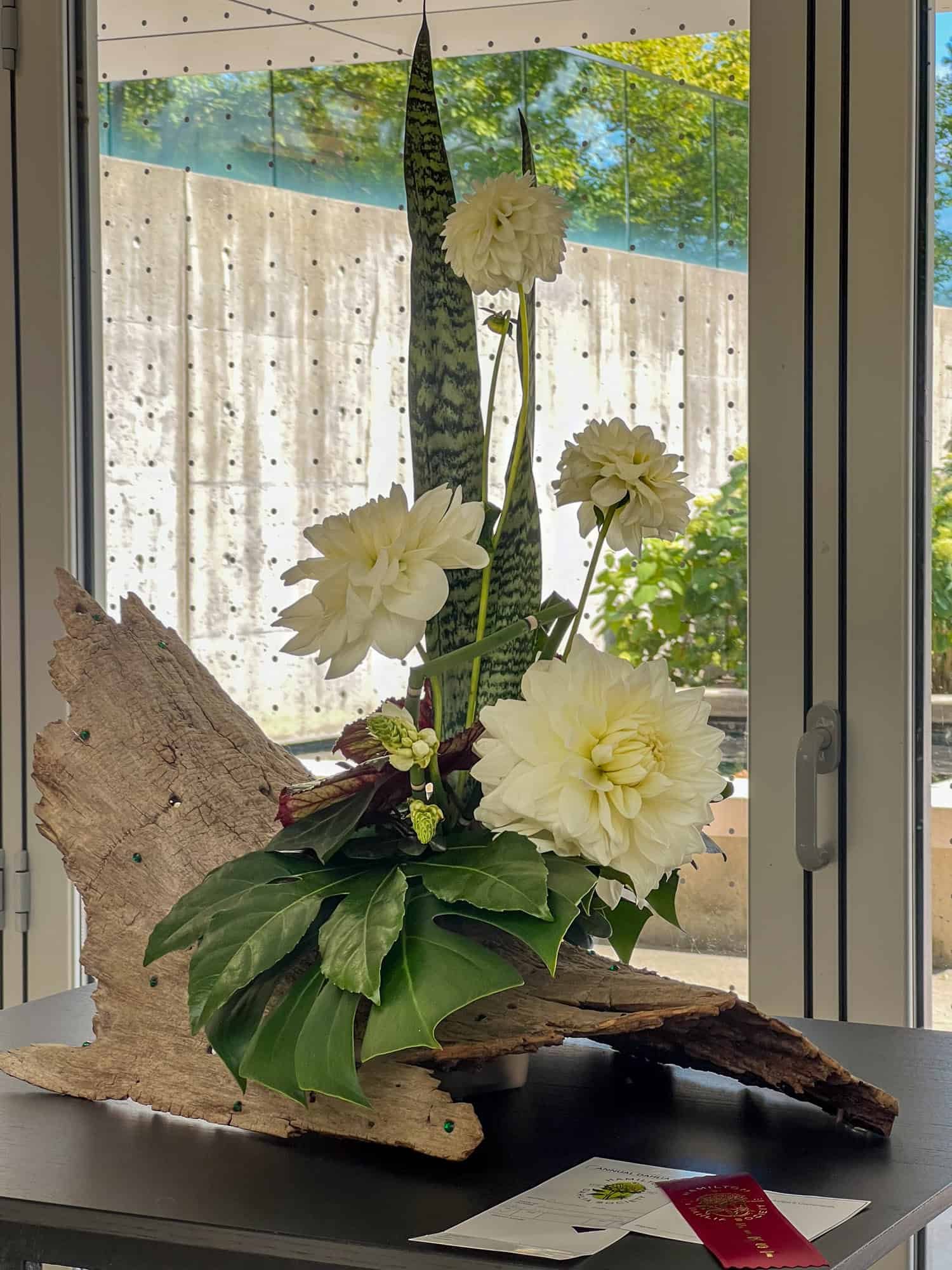 Floral arrangement for exhibition with Monstera leaves, snake plant and white fluffy dahlias.