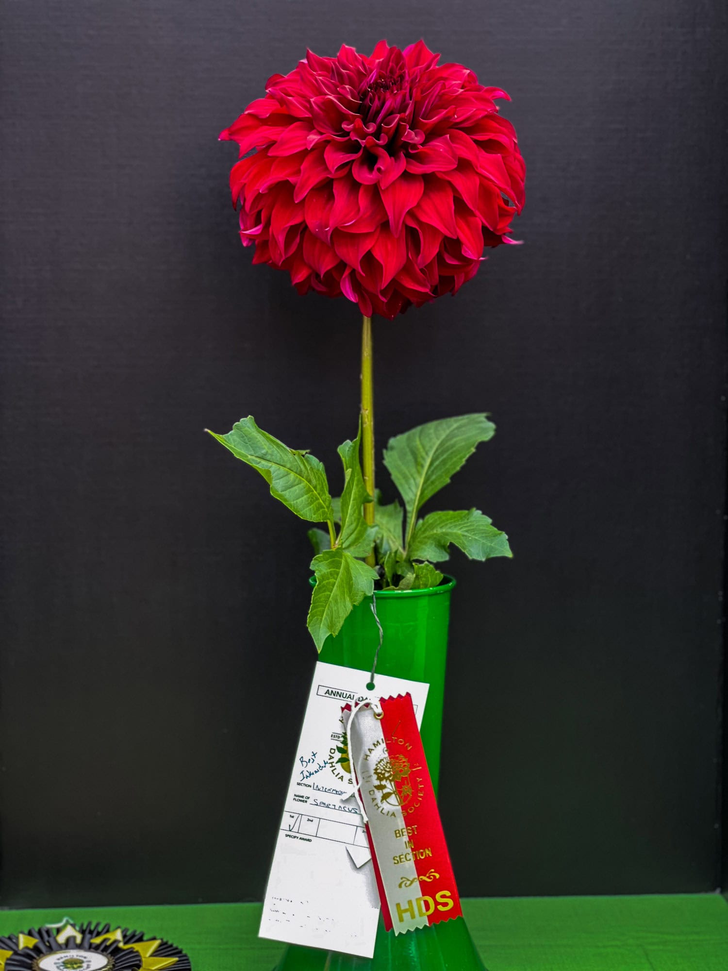 Winning Spartacus dahlia at The Hamilton Dahlia Society show.