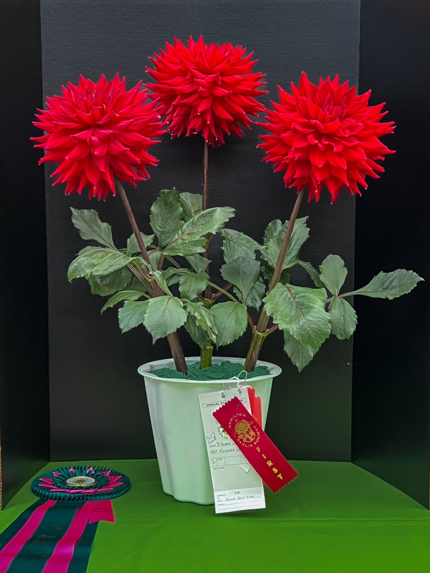 Winning Kenora Wildfire dahlia at The Hamilton Dahlia Society show.