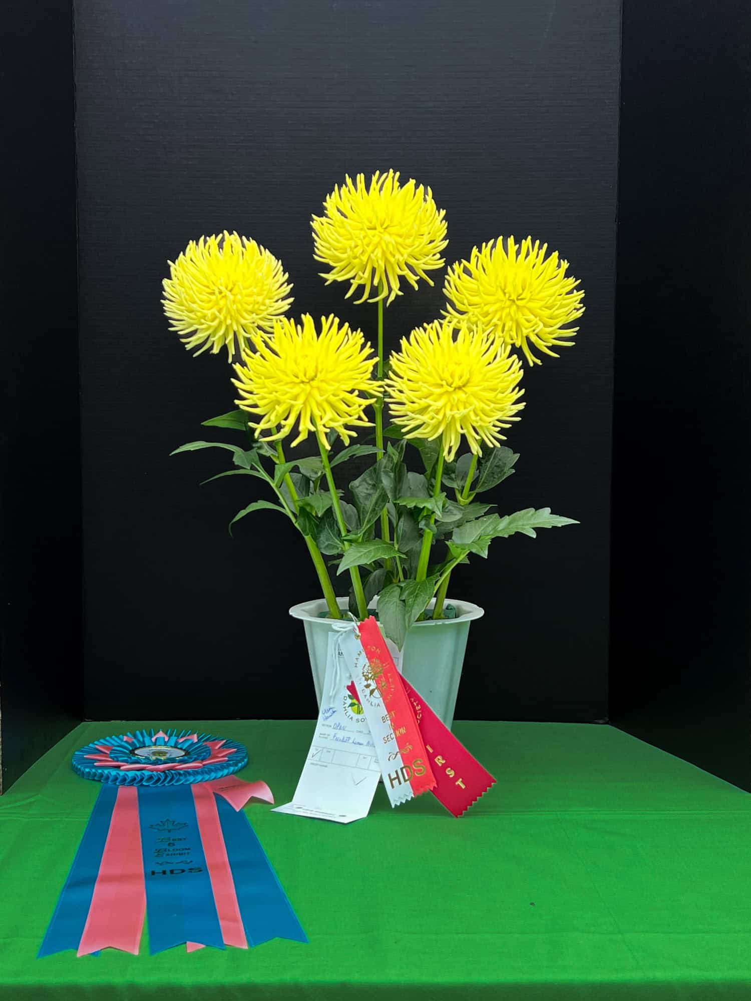 Winning Ferncliff Lemon Aura dahlia at the Hamilton Dahlia Society show.