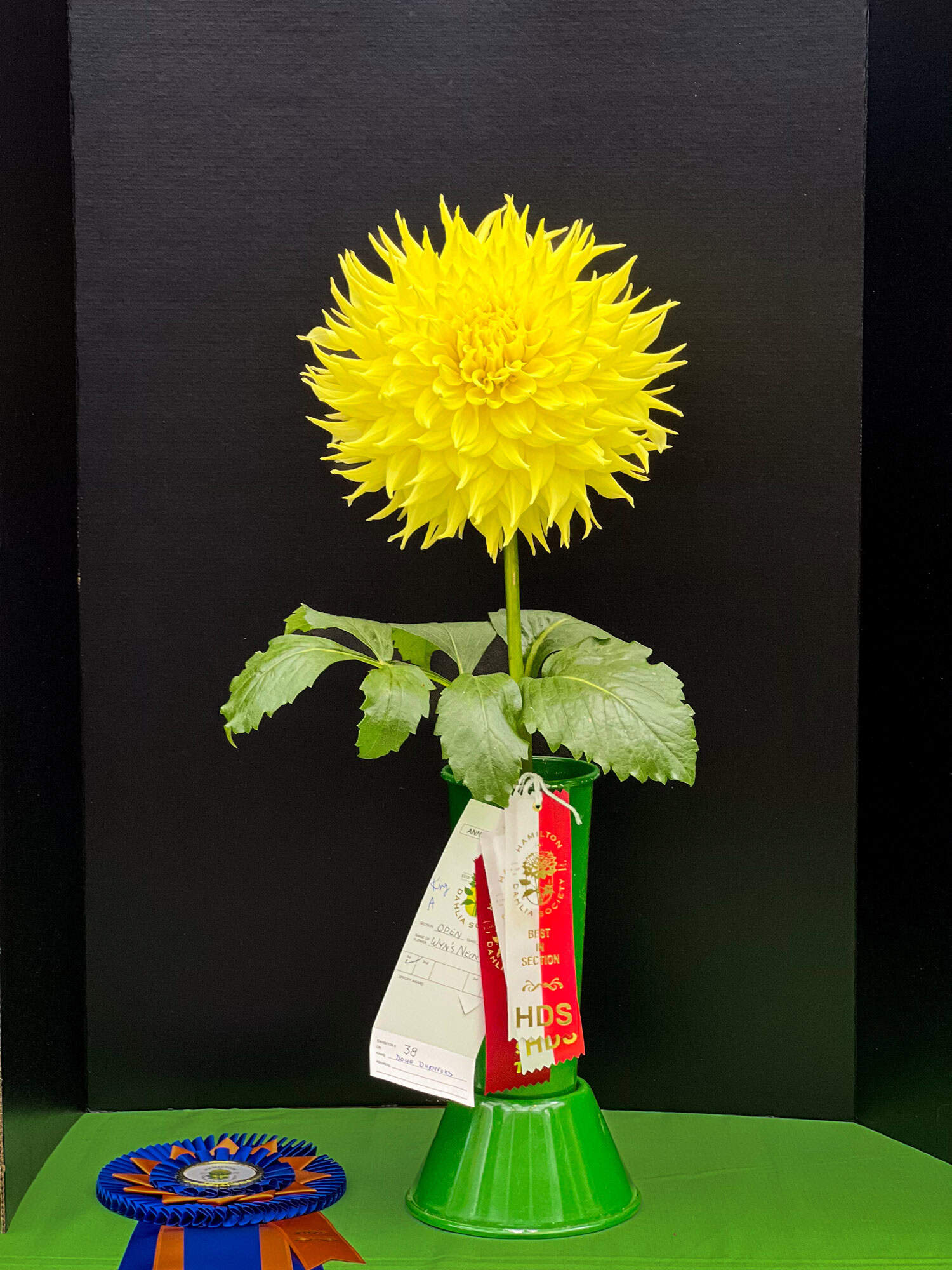Winning Wyn's Neon Dream dahlia at the Hamilton Dahlia Society show.
