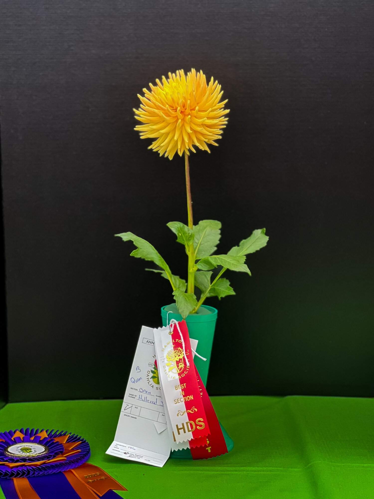 Winning Hillcrest Jersie dahlia at the Hamilton Dahlia Society show.