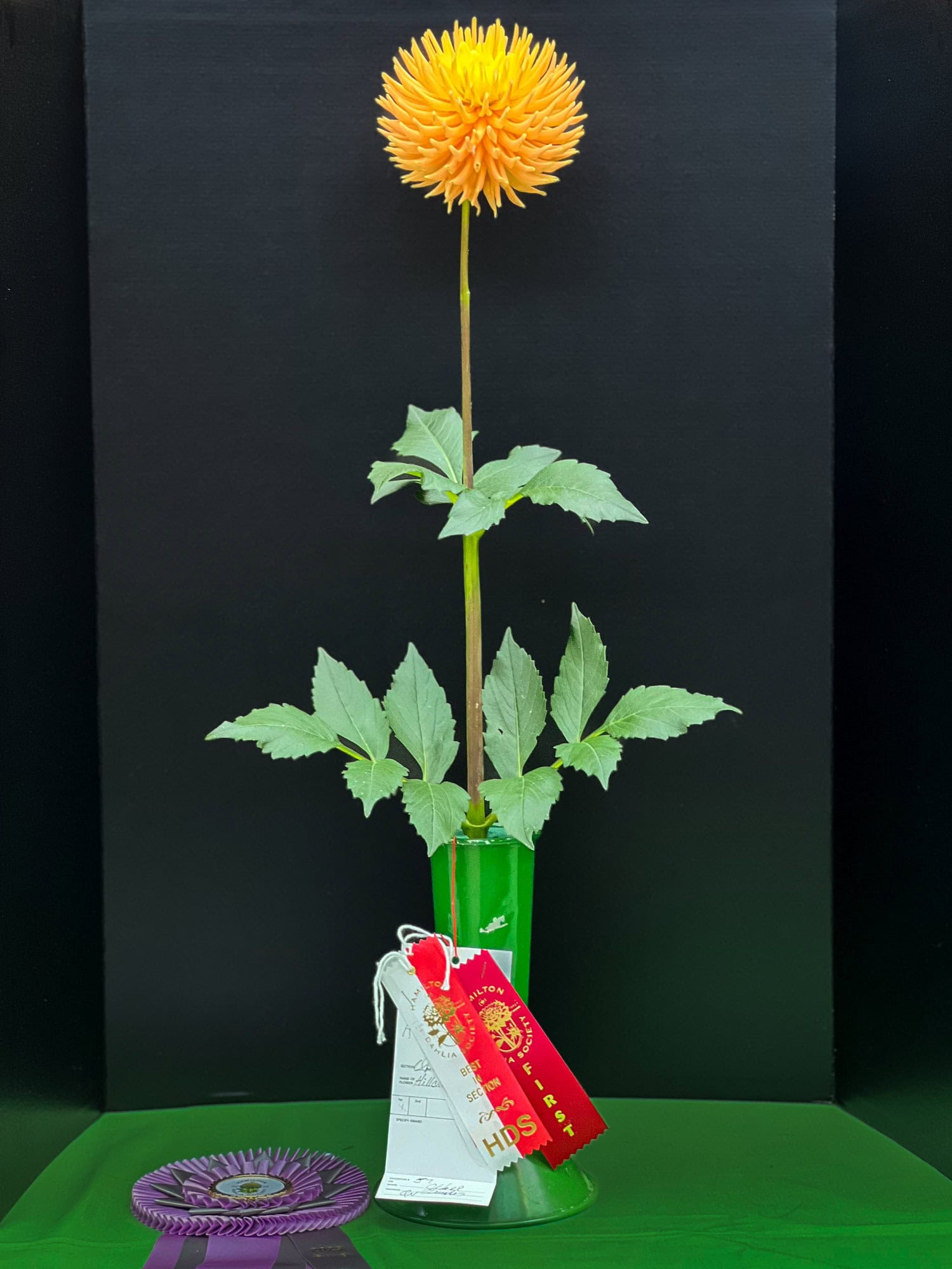Winning Hillcrest Jersie dahlia at the Hamilton Dahlia Society show.