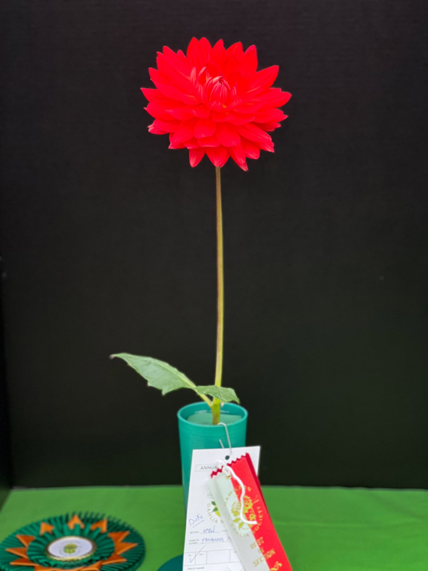 Winning Taratahi Ruby dahlia at The Hamilton Dahlia Society show.