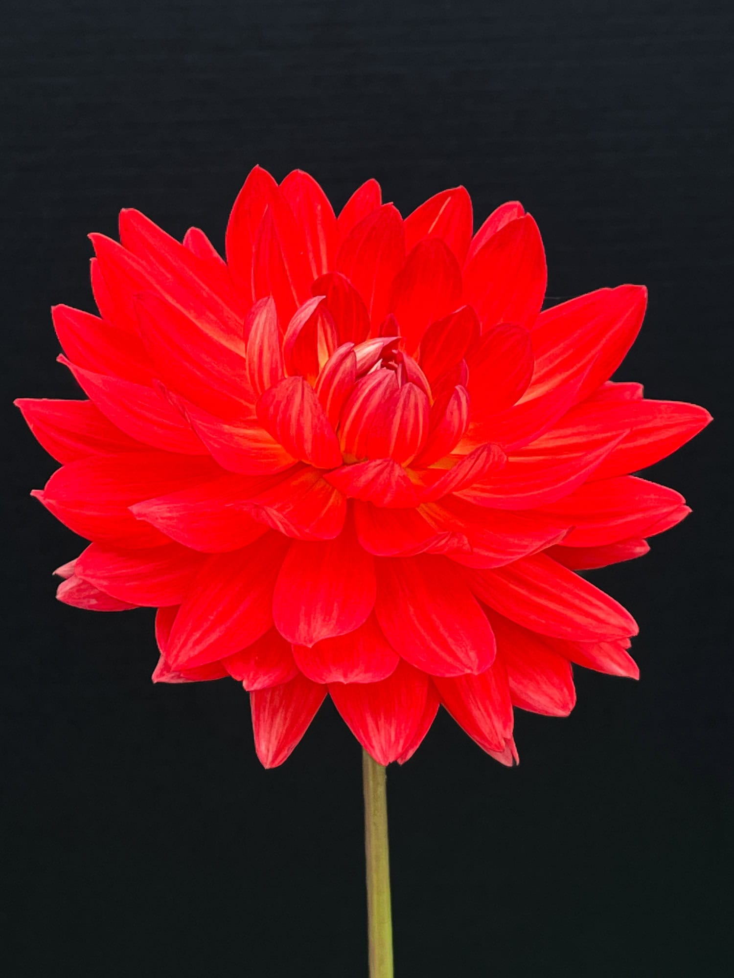 Stunning, brilliant red, Taratahi Ruby dahlia portrait.
