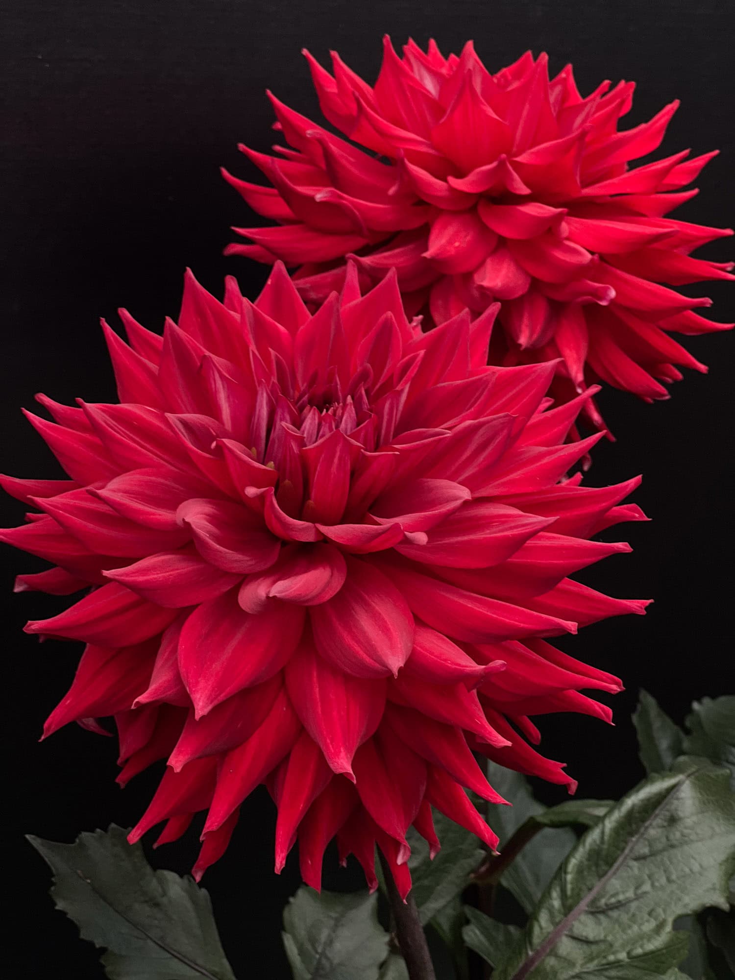 2 red Kenora Wildfire dahlia blooms.