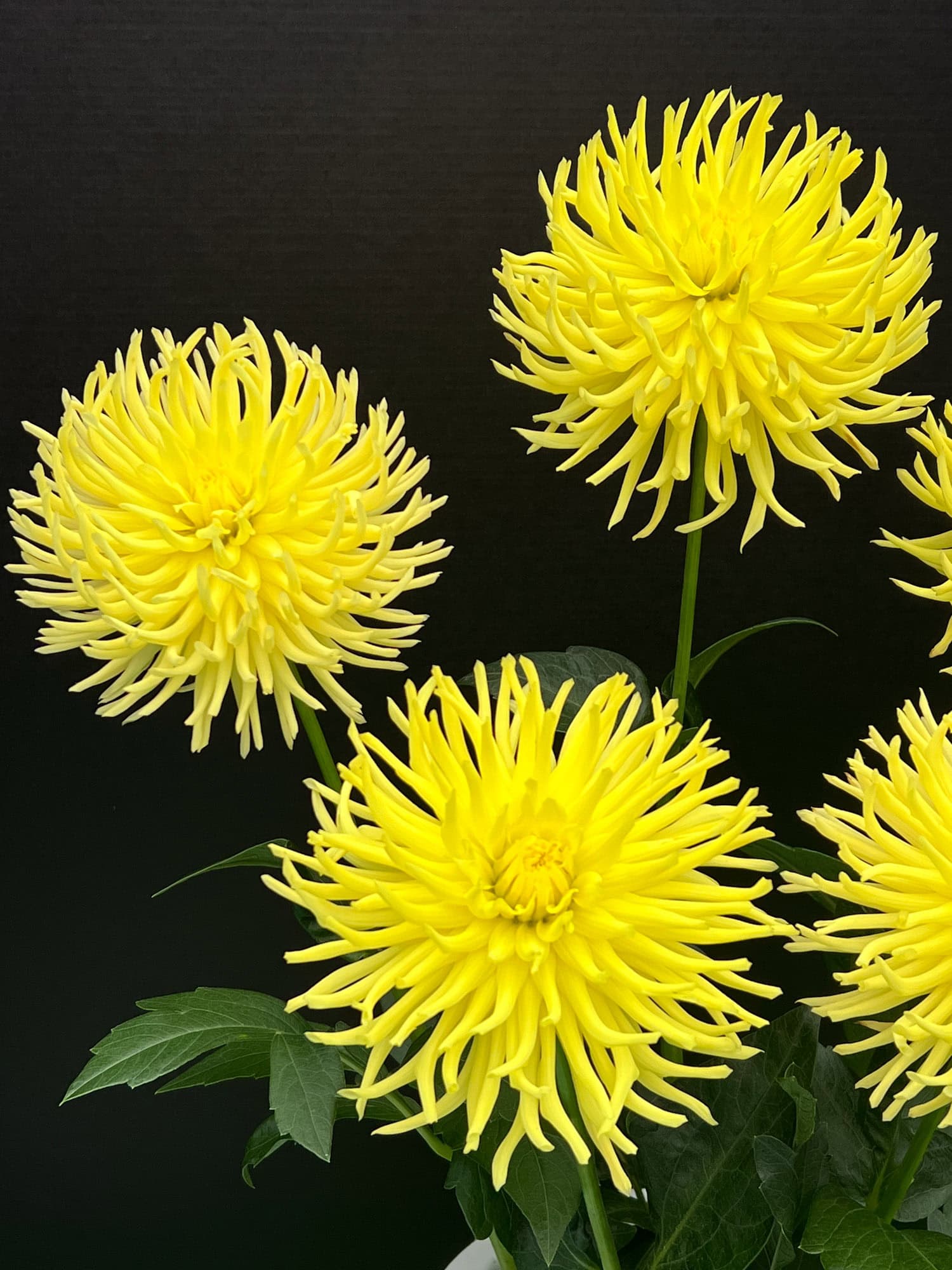 Ferncliff Lemon Aura dahlia blooms on a black background.