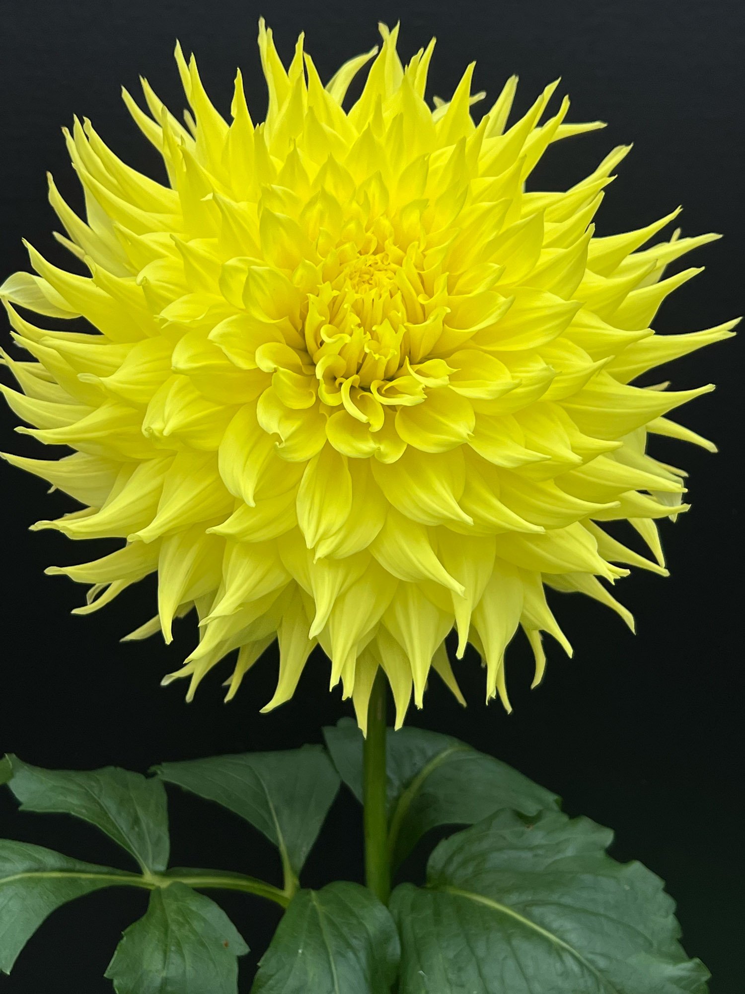 Bright yellow, Wyn's Neon Dream dahlia portrait.
