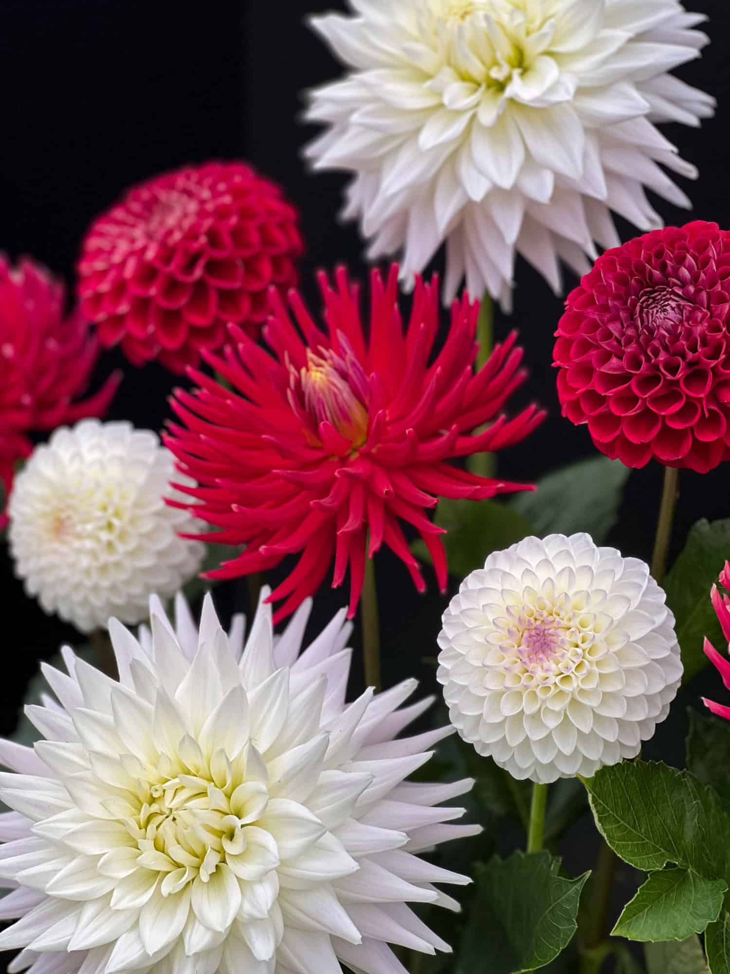 Red and white dahlias of different forms.