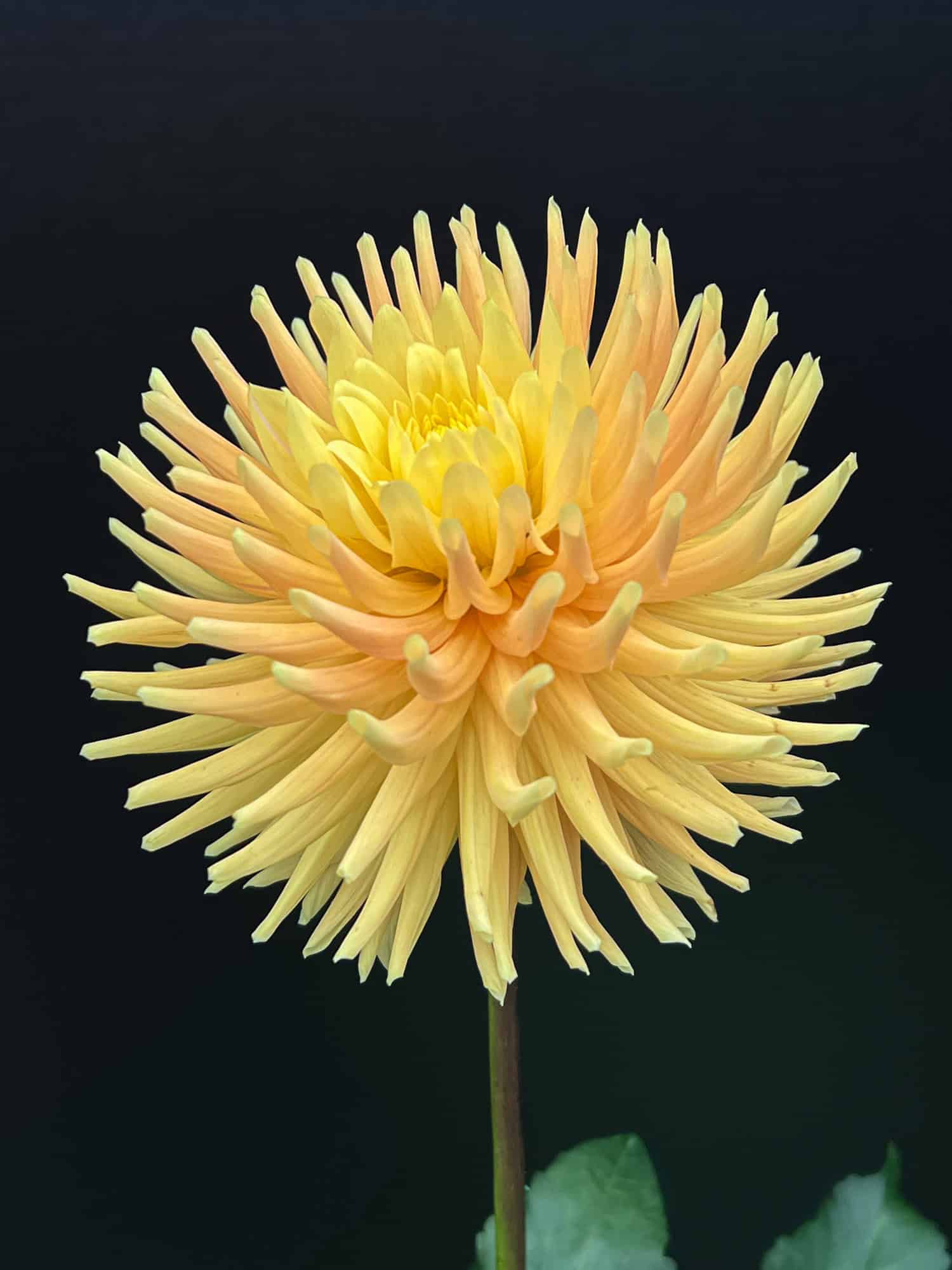 Hillcrest Jersie dahlia on black background.