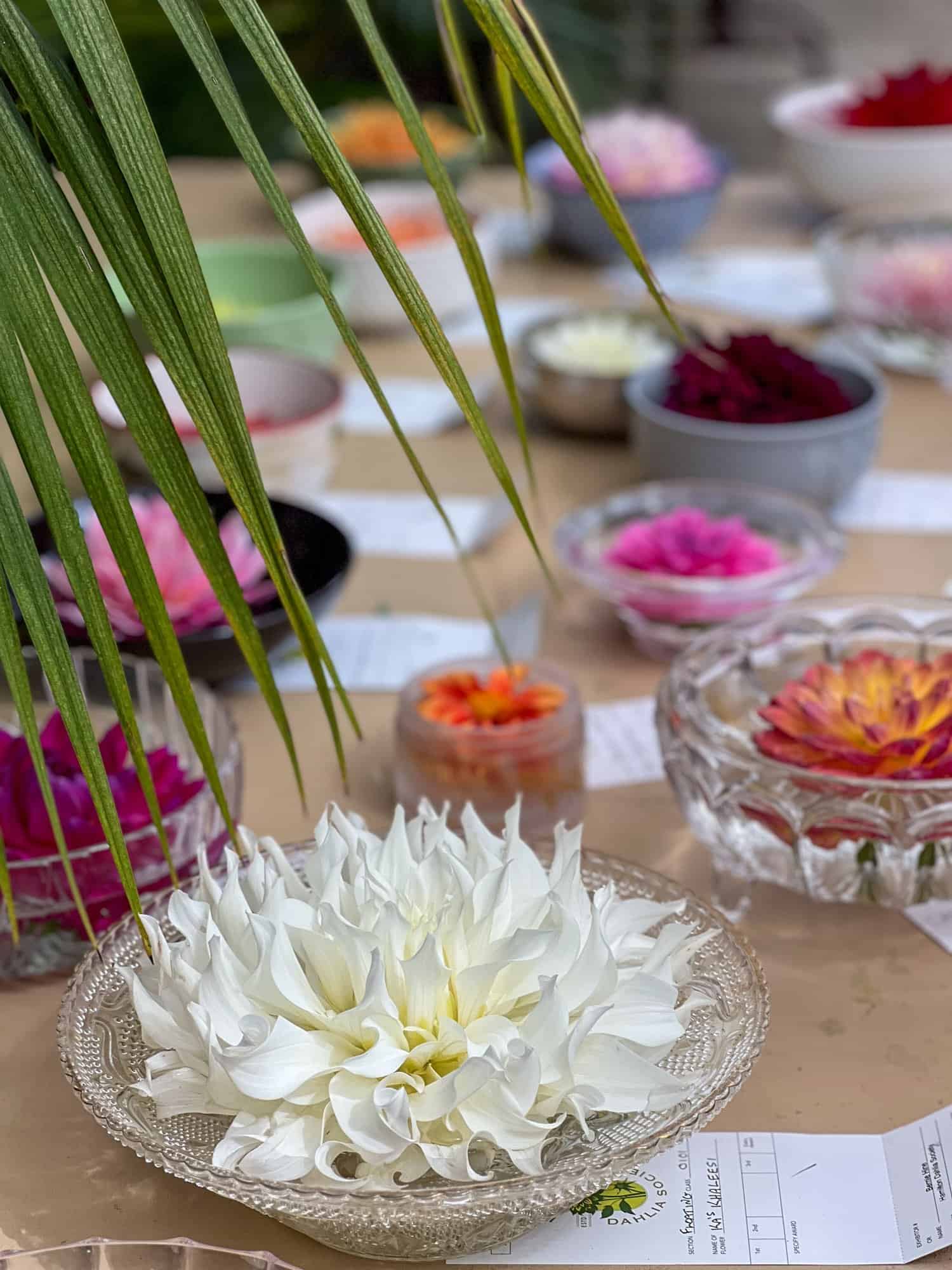 Floating dahlias at the dahlia society show in Hamilton, Ontario.