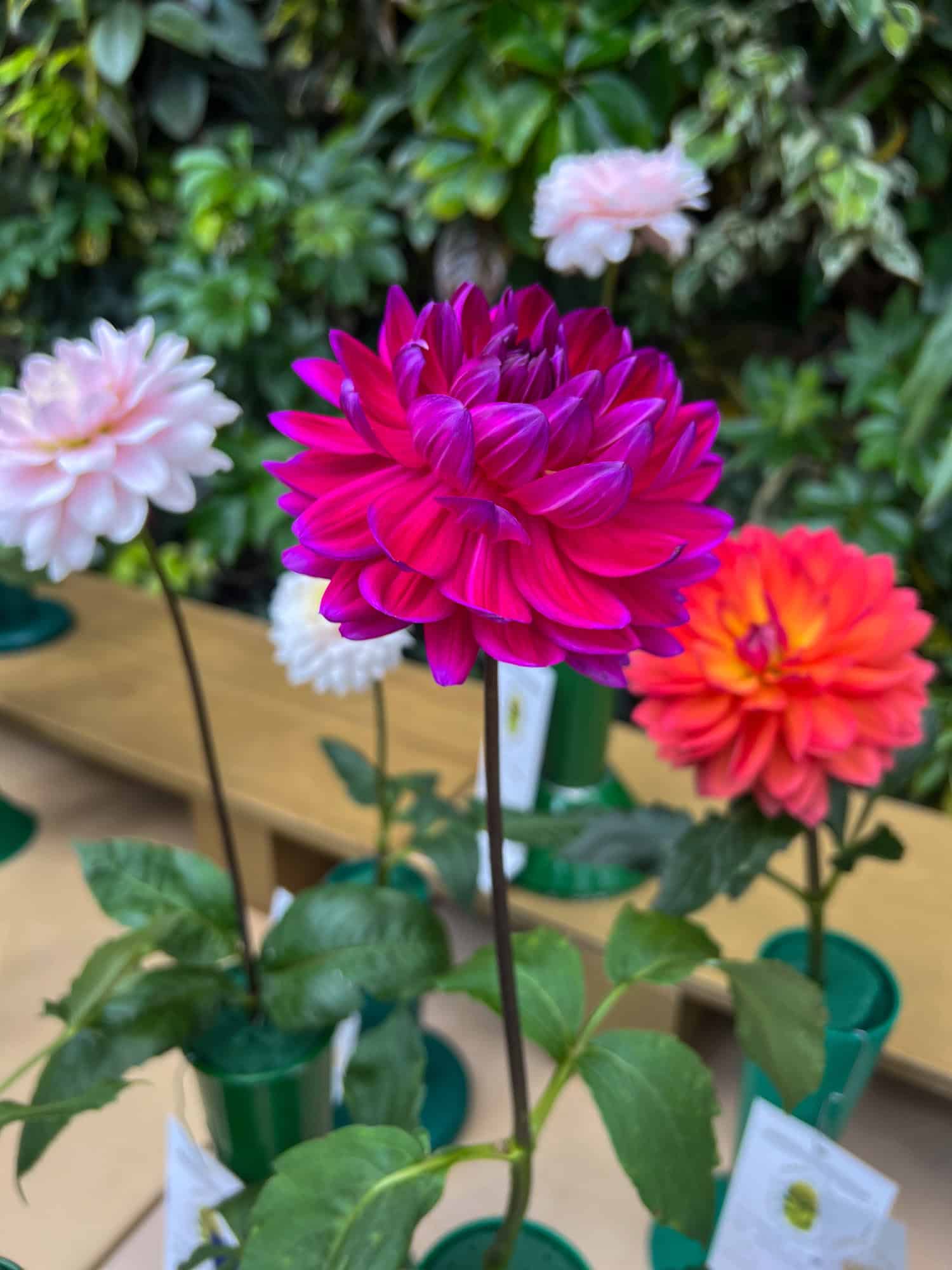 A raspberry pink with purpling tips on a Lyn's Lexi dahlia at the Hamilton dahlia society show 2025.
