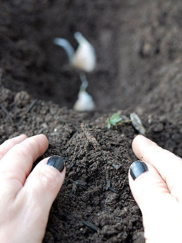 Covering garlic in a trench with soil.