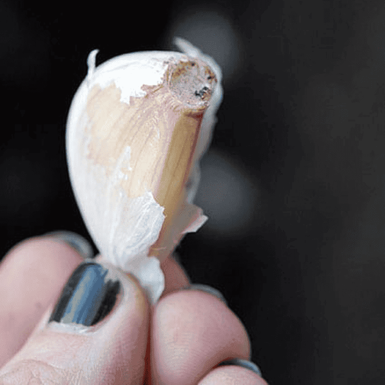 The root end of a clove of garlic.