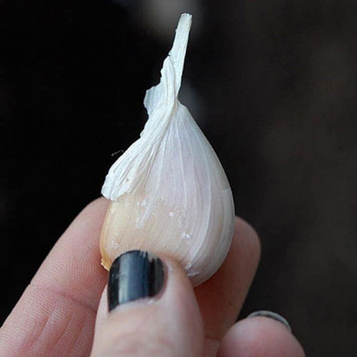 The tip end of a clove of garlic.