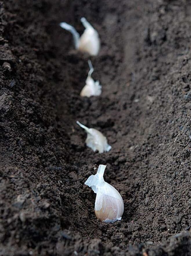 Garlic planted in small trench of soil.